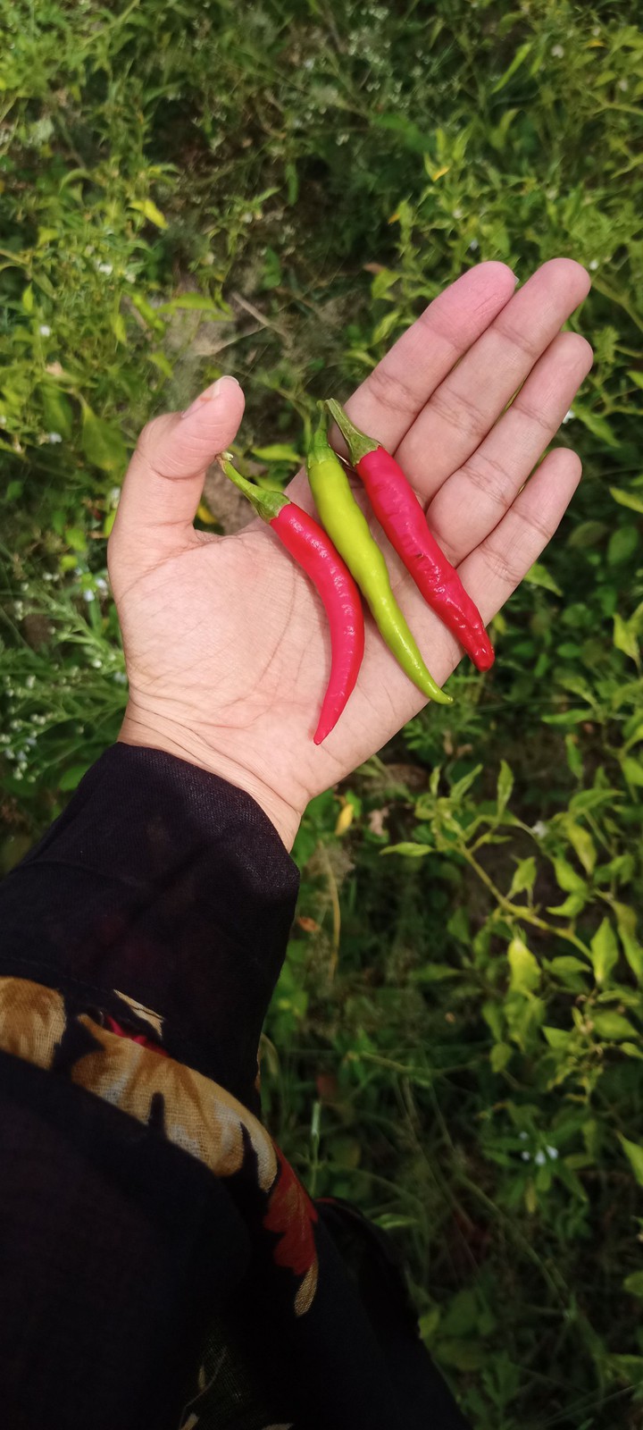 chillies