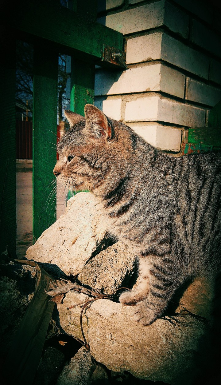 котейка
