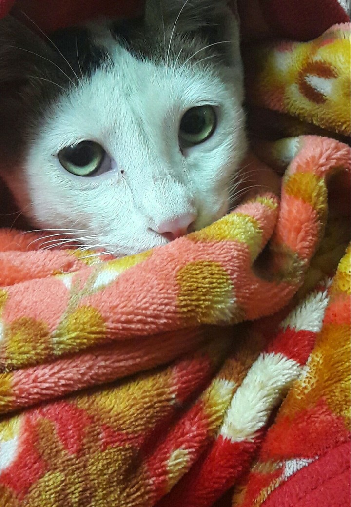 My Meowieee..!! ♡♡♡