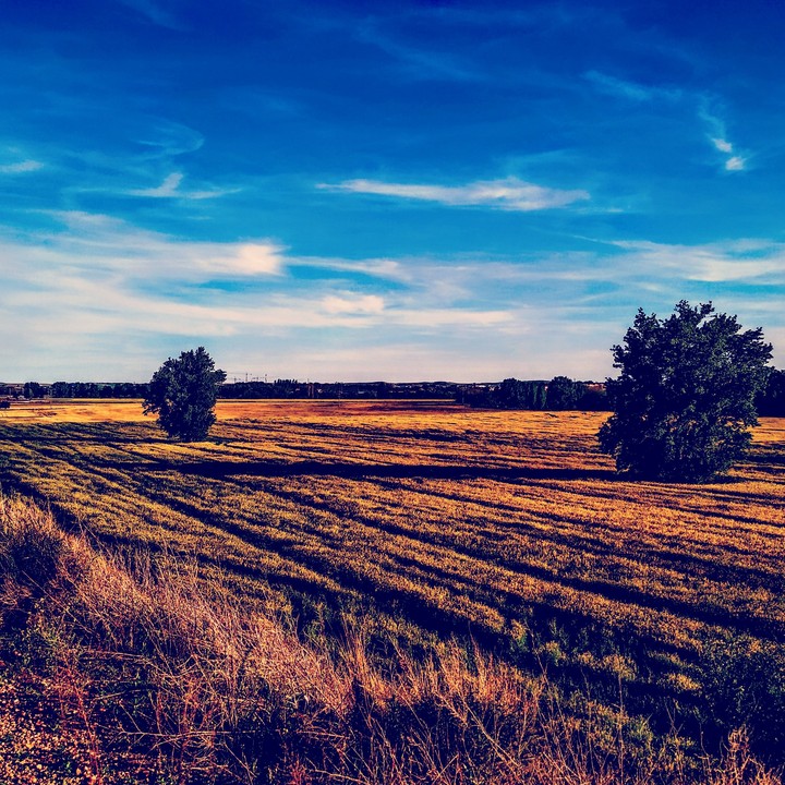 Field