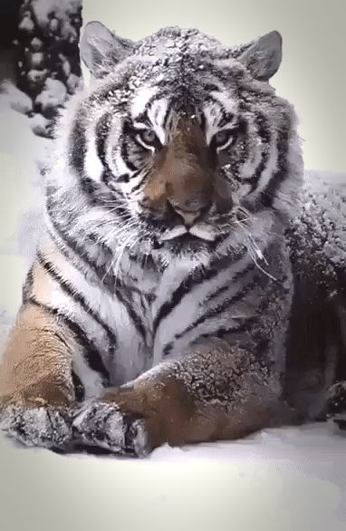 Тигр