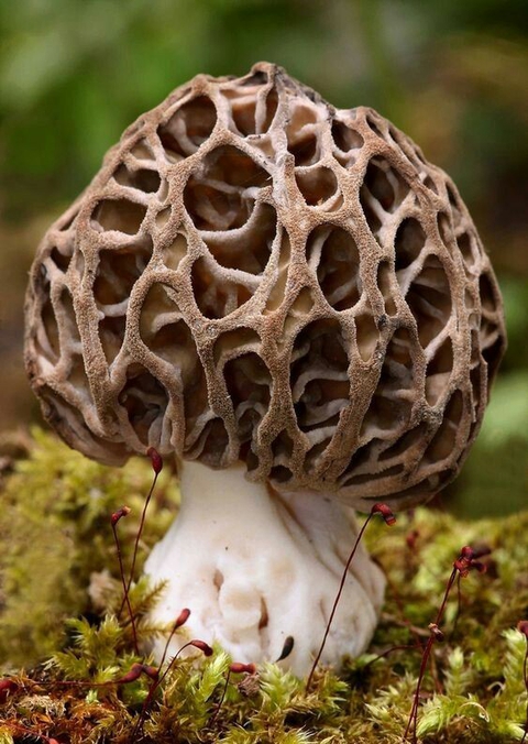 agaricomycetes, agaricaceae wallpapers