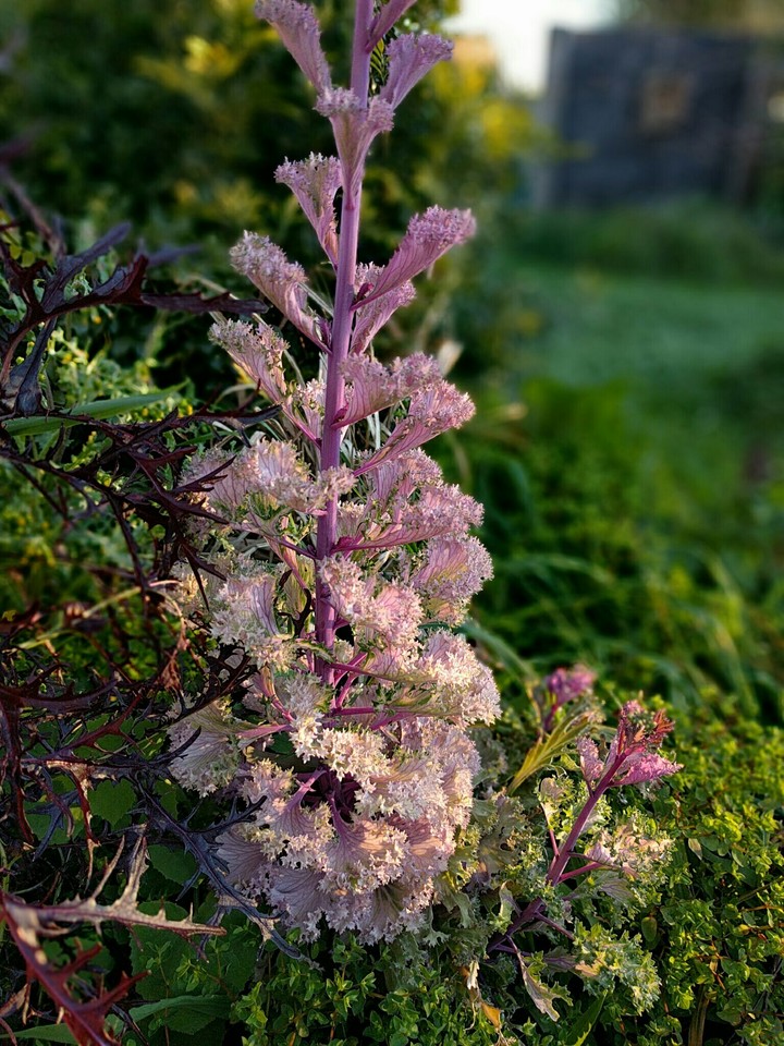 Plant