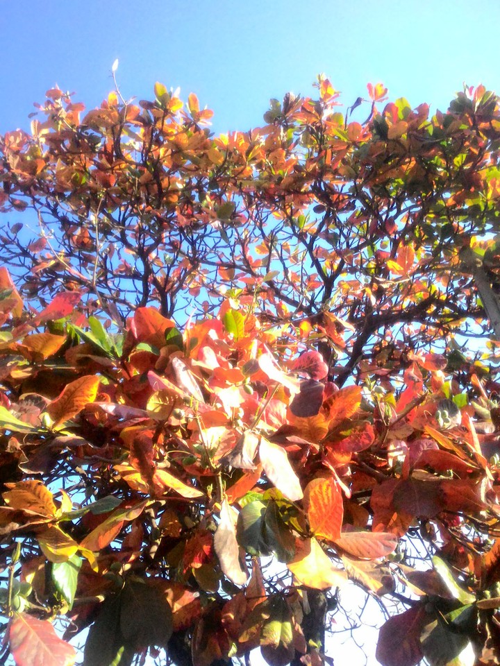 Colorful leaves