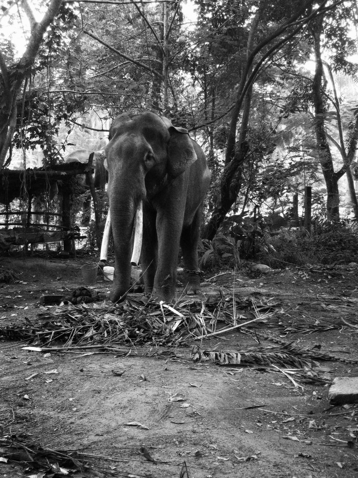 Elephant in India
