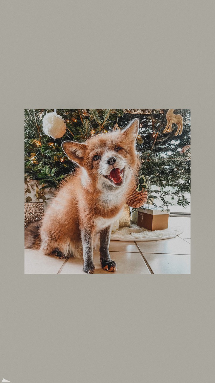 fox
