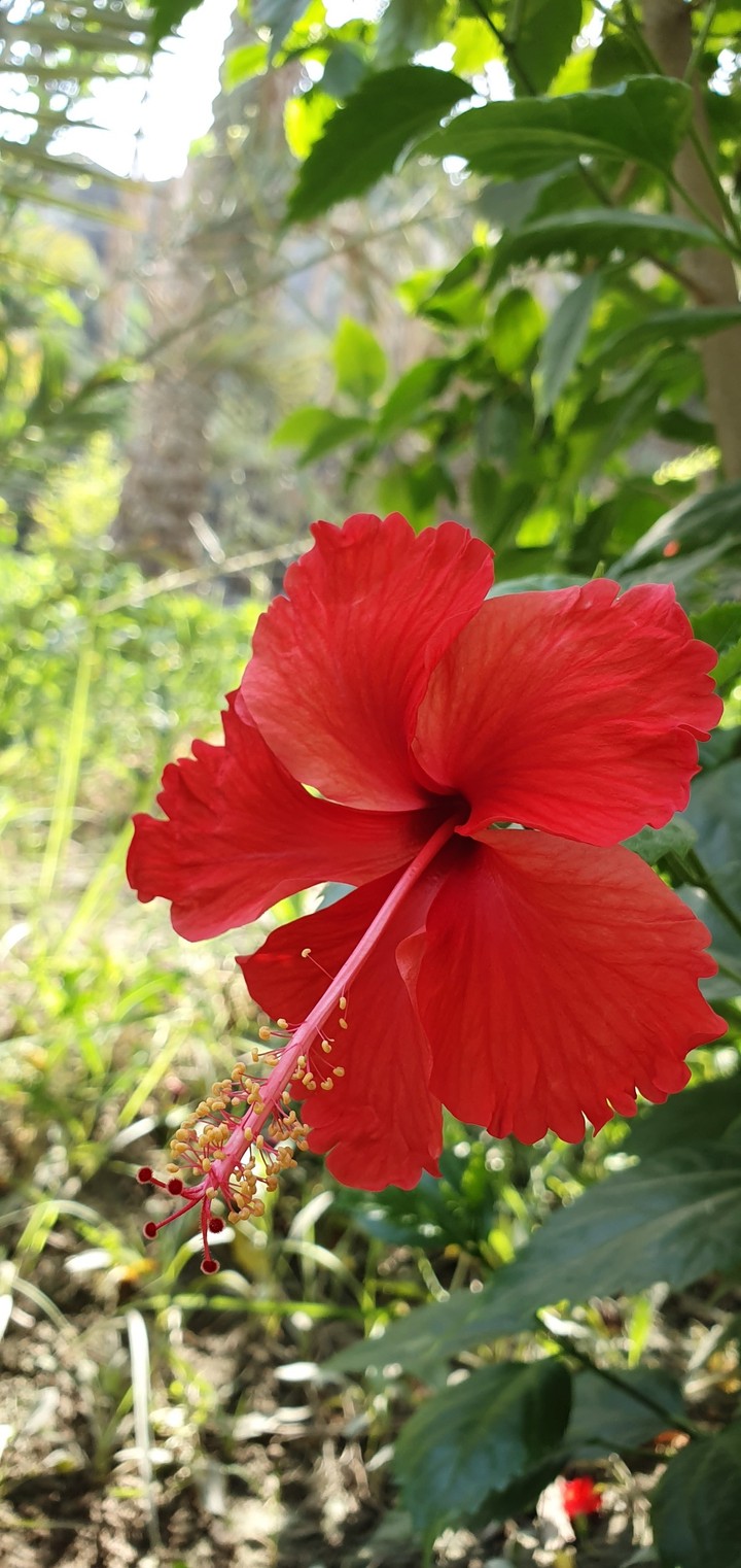 Flowers