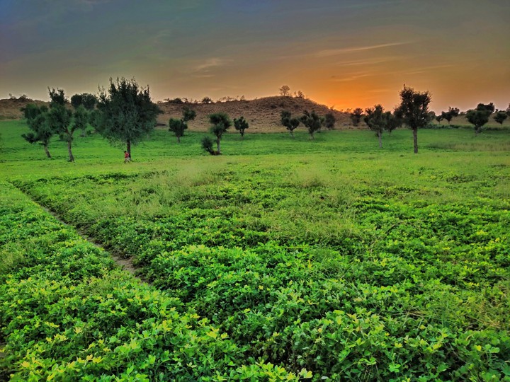 green farm