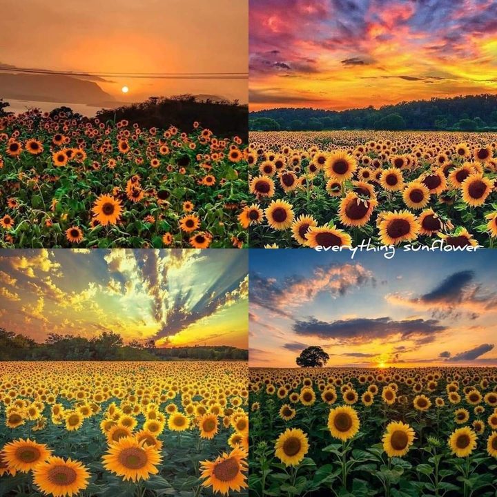 Sunflower field