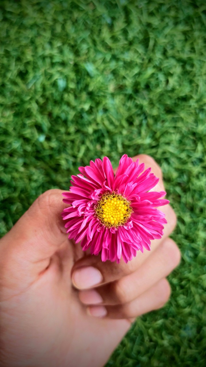 Daisy