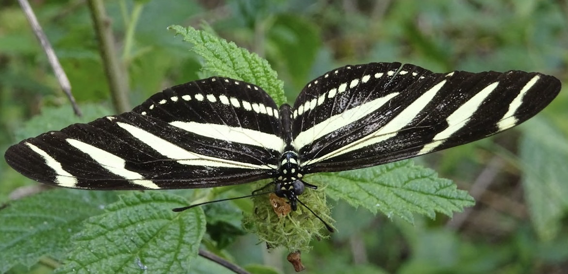 tapety lepidoptera, butterfly