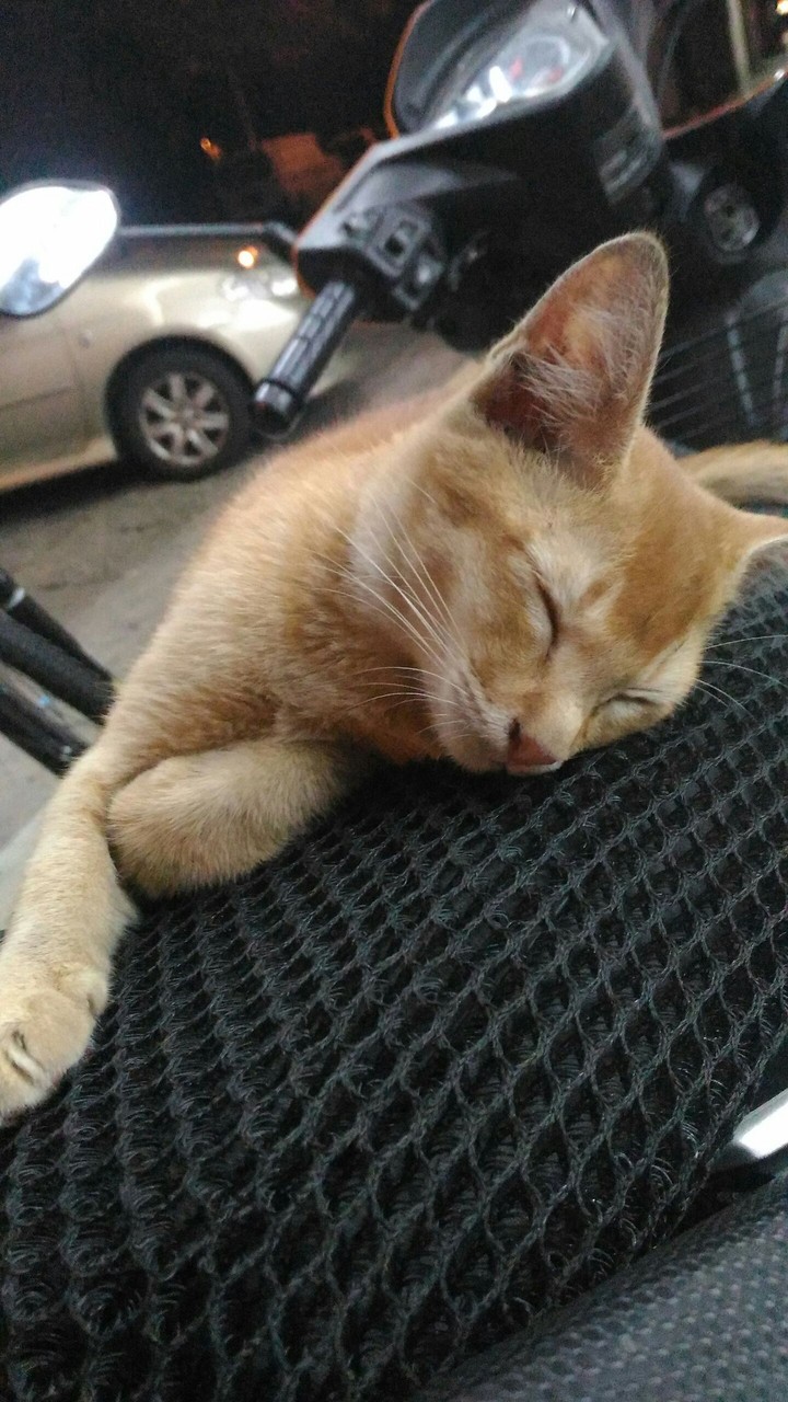 Sleeping cat