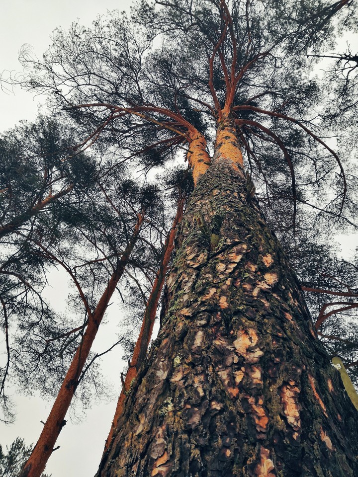 Ladoga tree