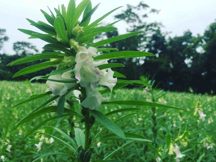 sesames flowers