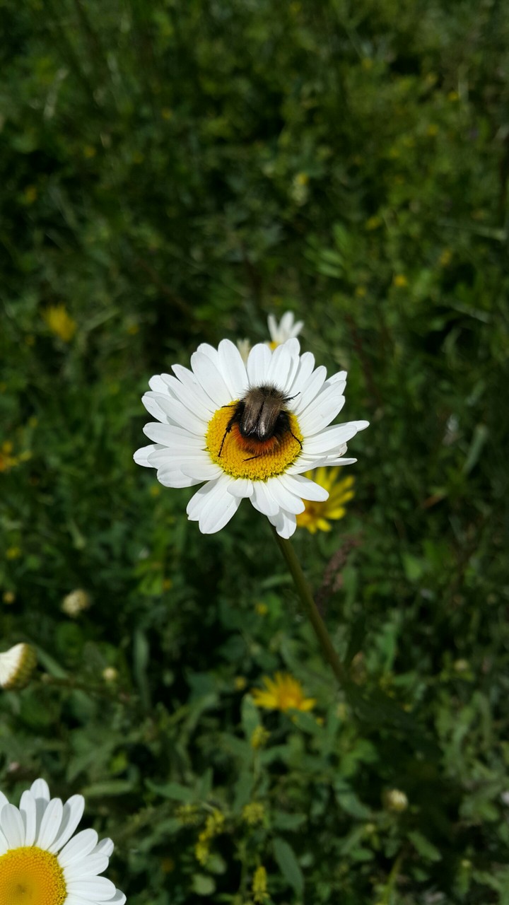 doğa