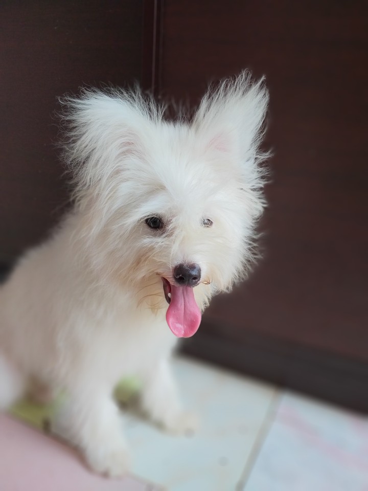 terrier