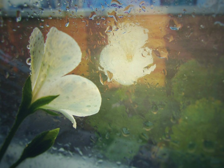 sadly flower