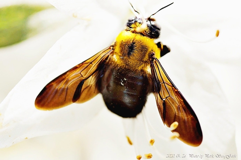 тапети invertebrate, fly