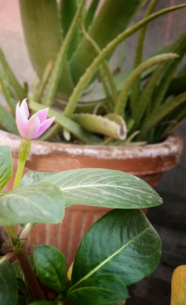 #flower #leaves #photography #green