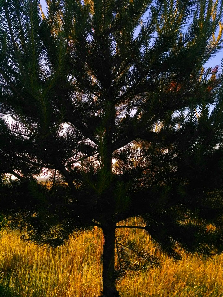 pine in a golden field