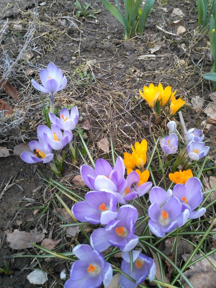 Flowers.