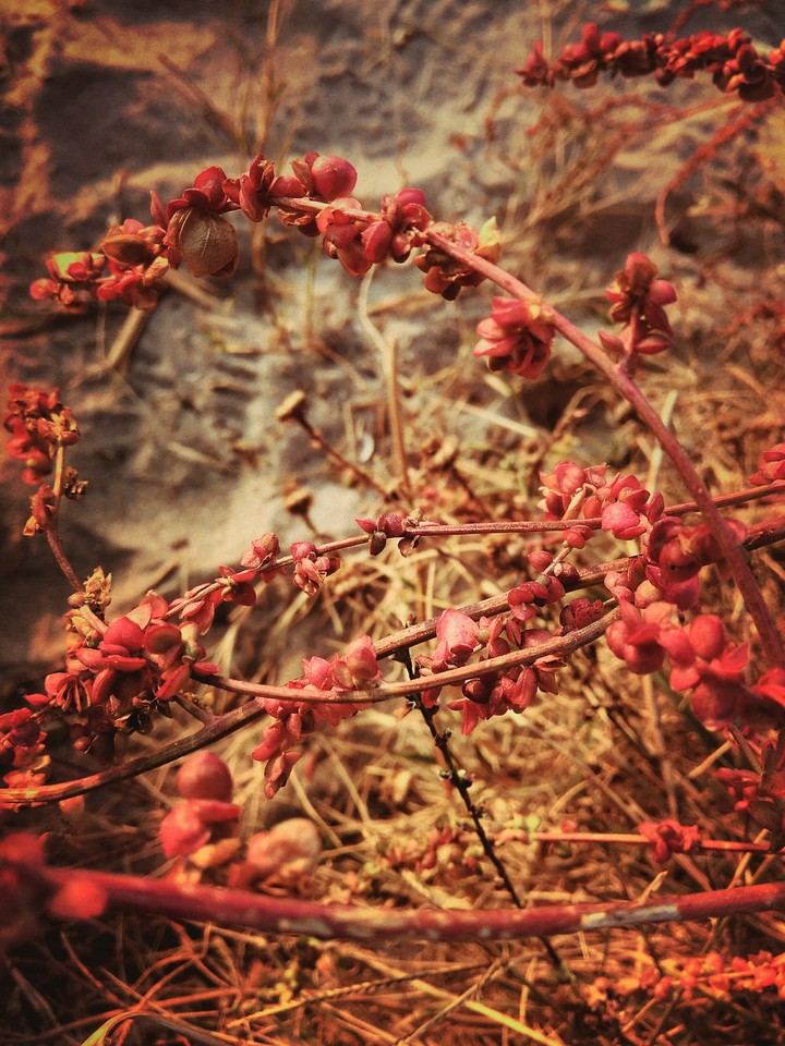 Web of nature