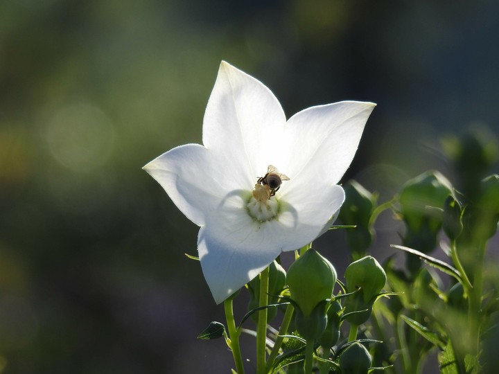 Bee in Flower