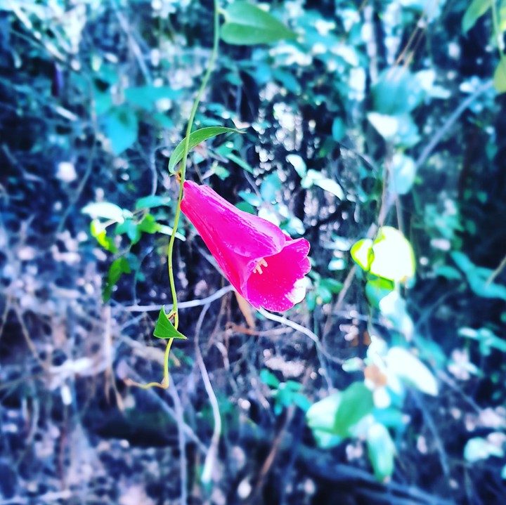 copihue