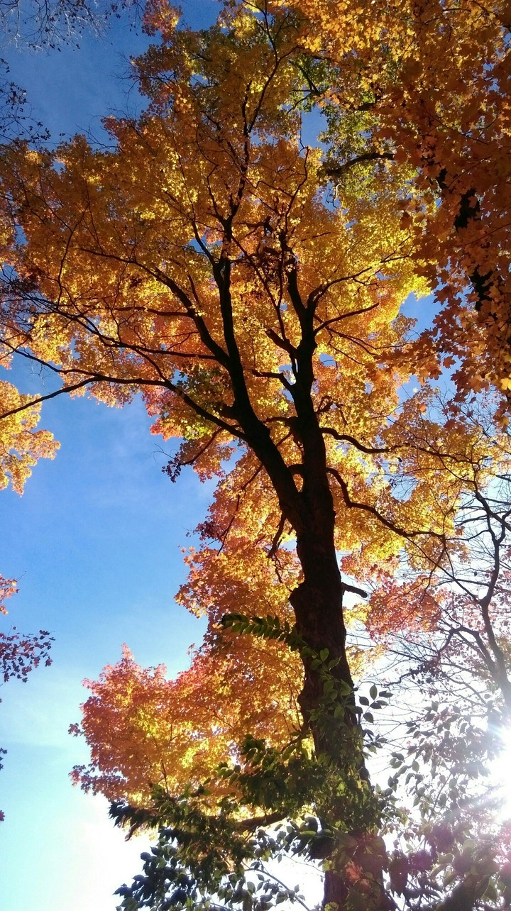 fall