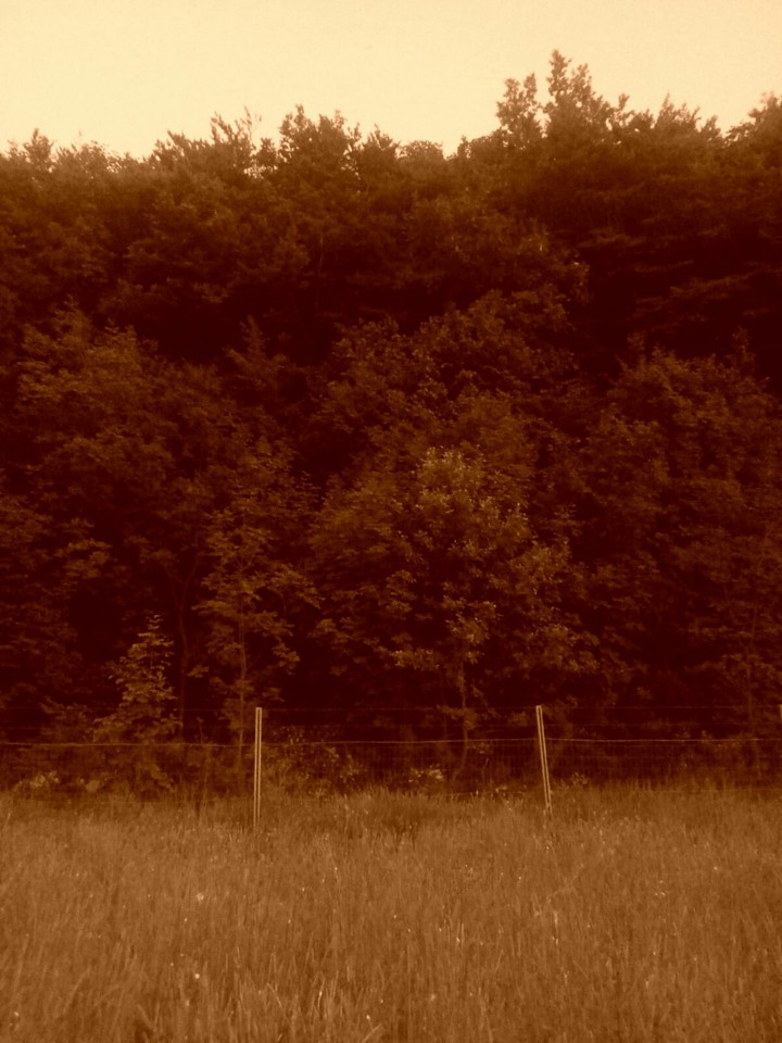 Woods' fairytail