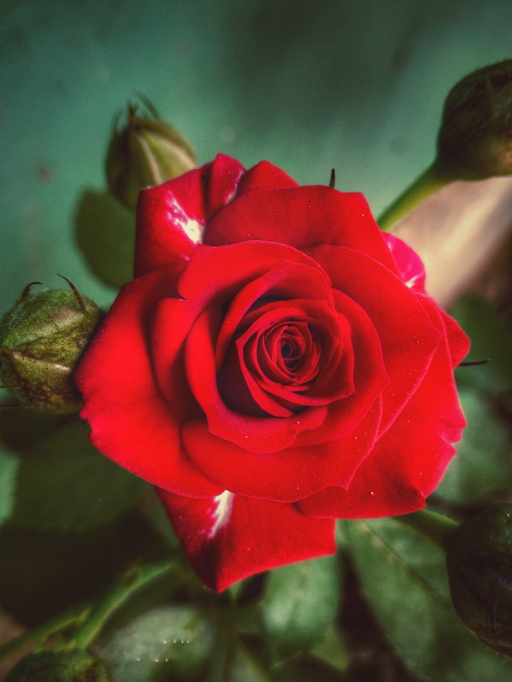 Rose