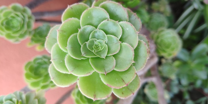 green leafs