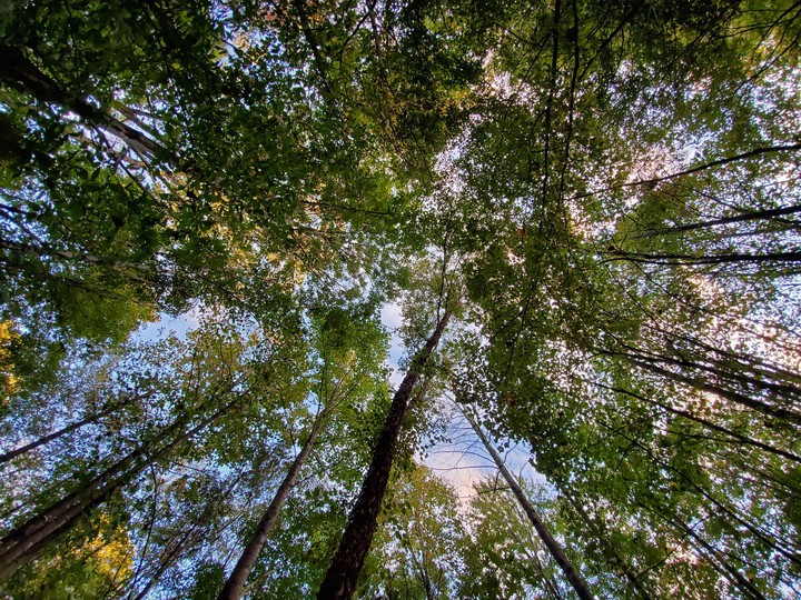 POV of the trees