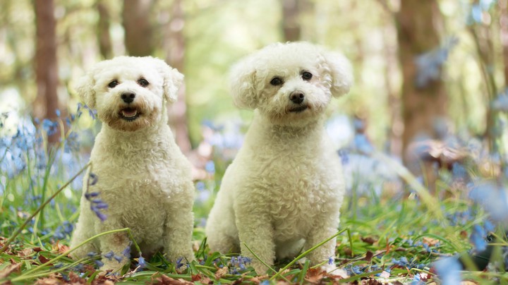 für alle hunde freund