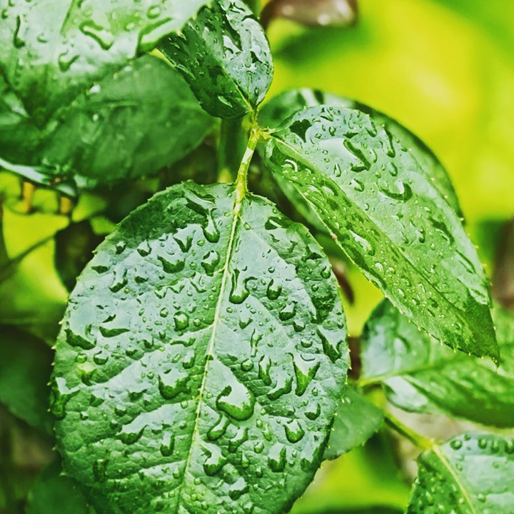 Drops