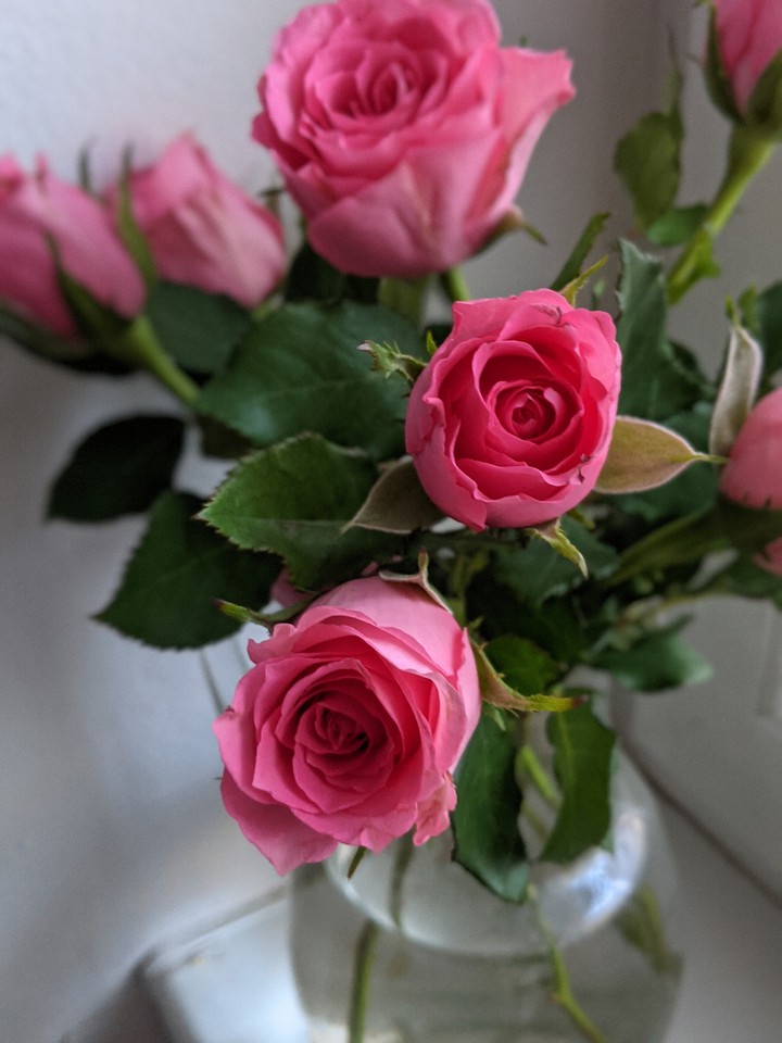 Rose love