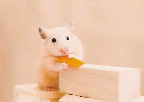 hamster, snout वॉलपेपर
