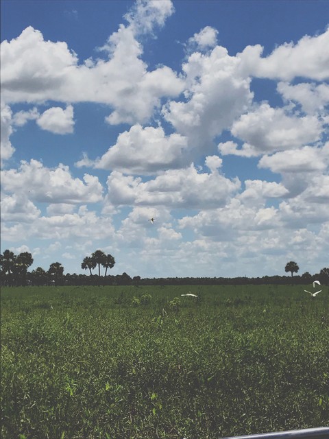 birds and sky