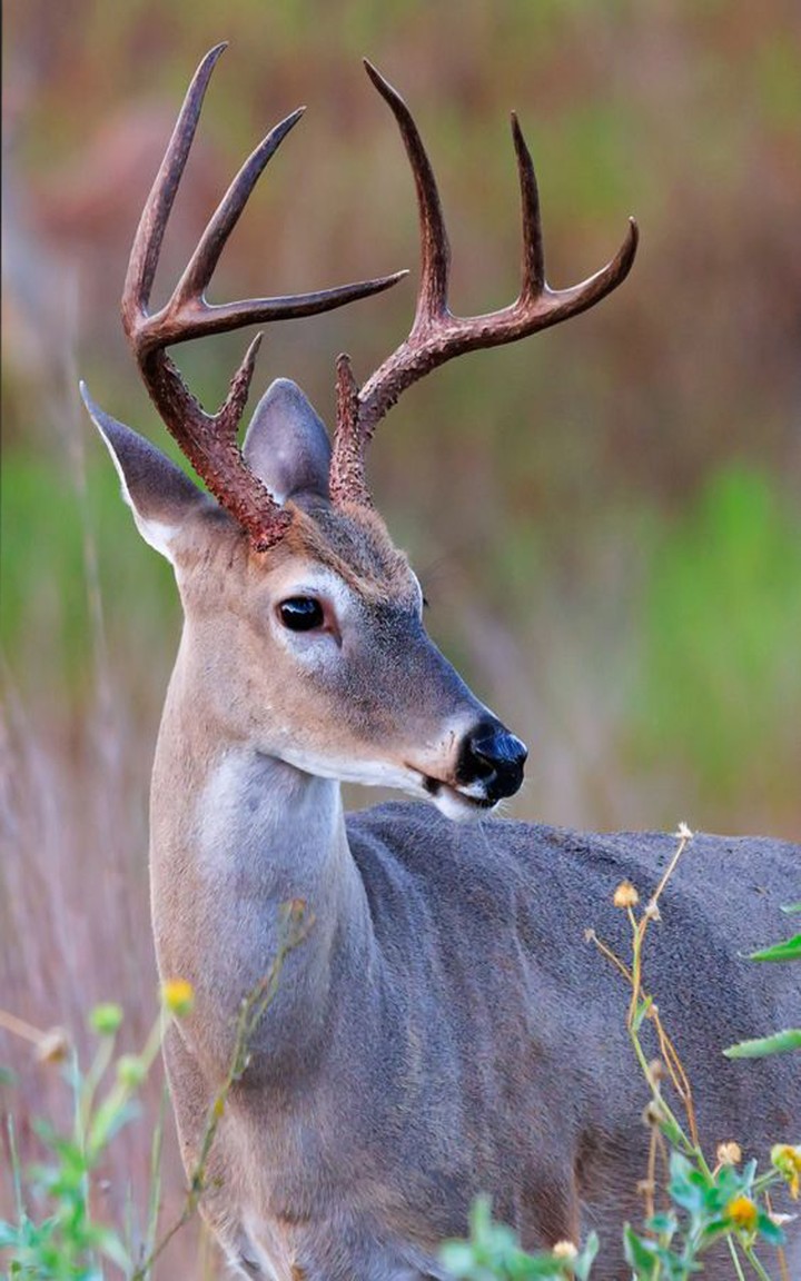 Deer