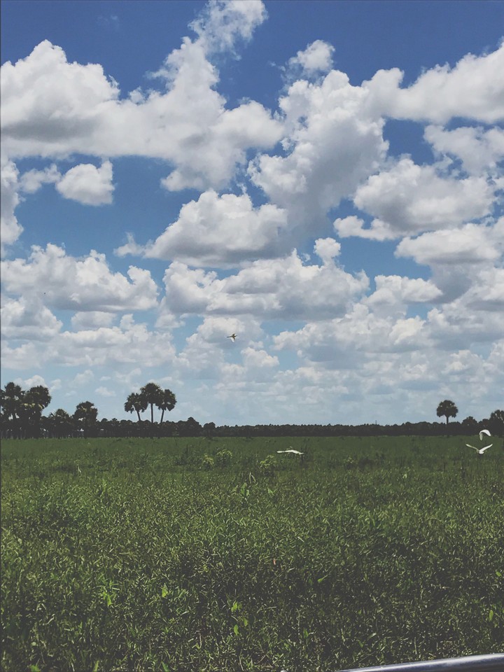 birds and sky