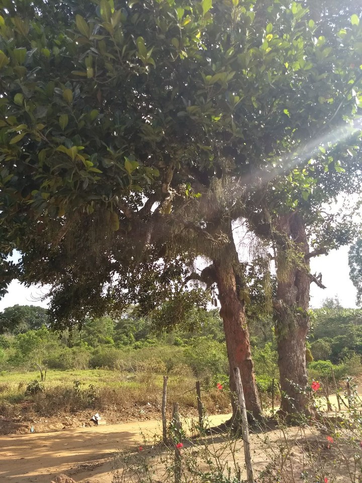 Pé de jacá