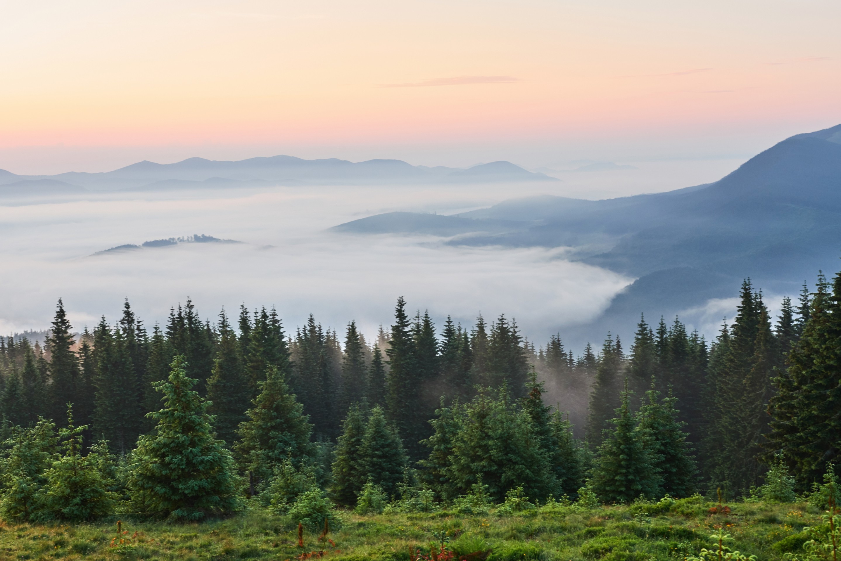 papéis de parede forest, Wilderness