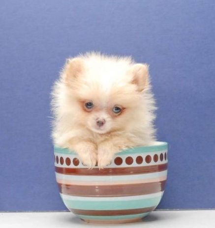 tierno