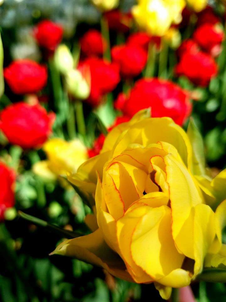 tulips