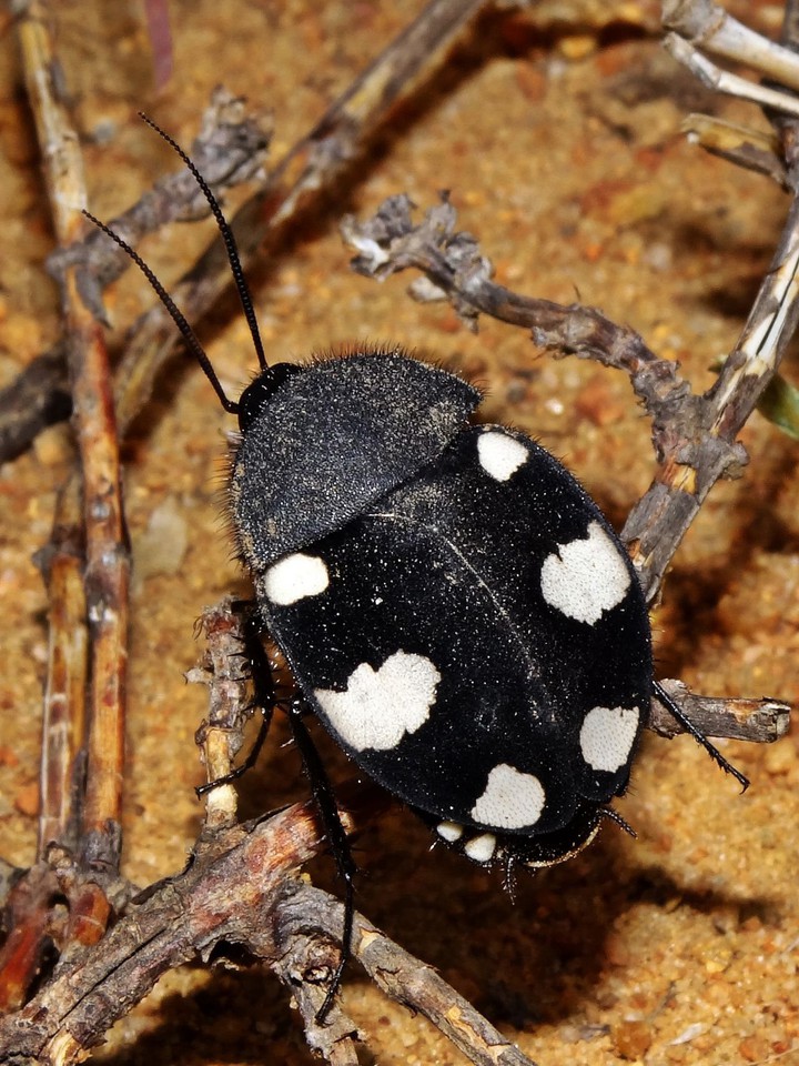 Cockroach