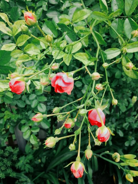 rose