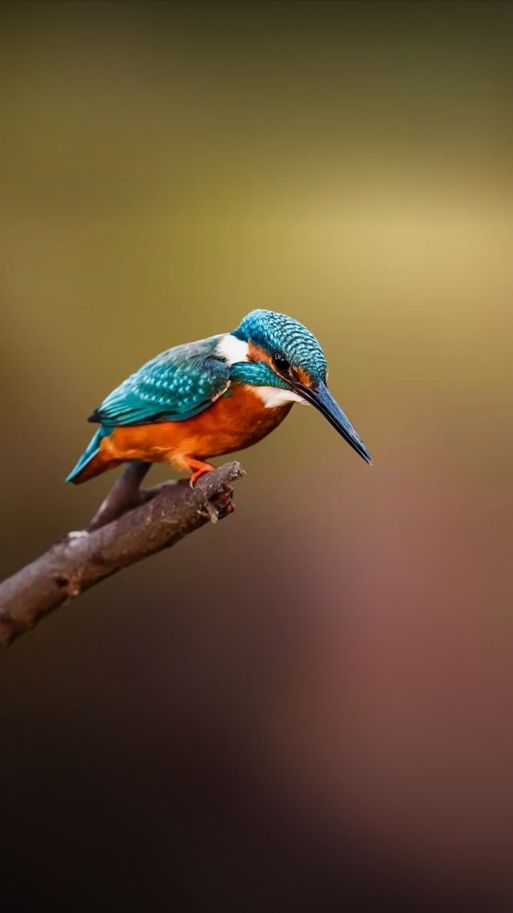 hii