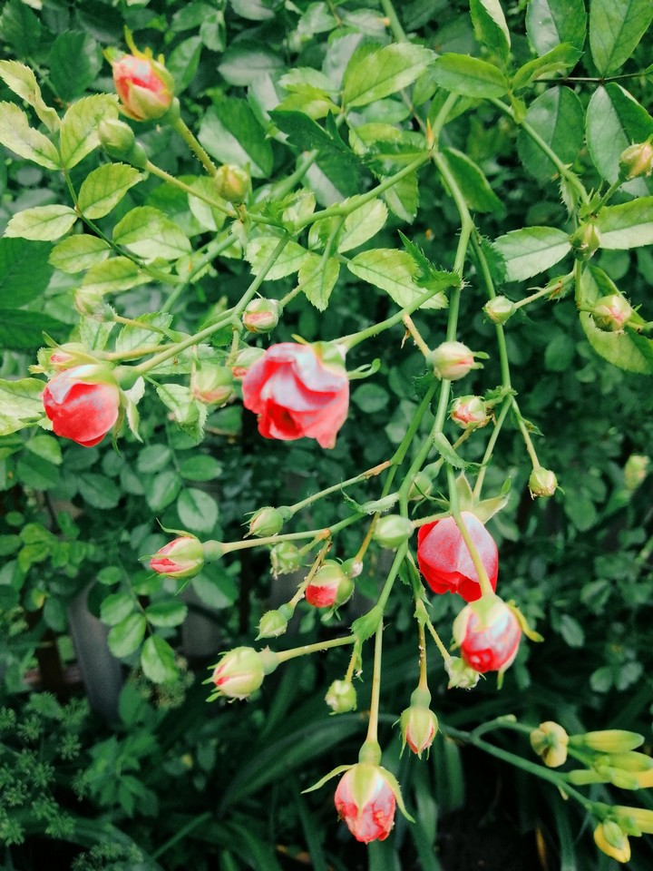 rose
