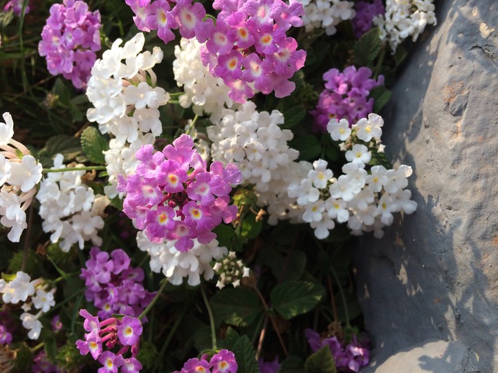 Baby Flowers...