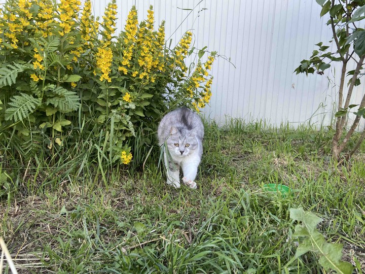 Котик на природе